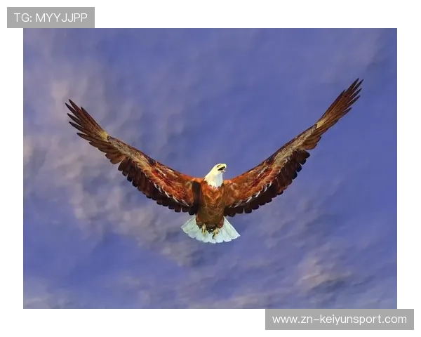 海鹰外接手状态火热，全队势头高涨，海鹰什么意思